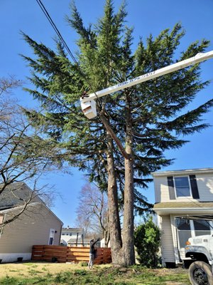 Pine Tree Removal - Our crew was hired to take down this pine tree next to the house. We were able to finish the job with everything well taken care of, and with another satisfied customer. Pine Tree Removal - Our crew was hired to take down this pine tree next to the house. We were able to finish the job with everything well taken care of, and with another satisfied customer.