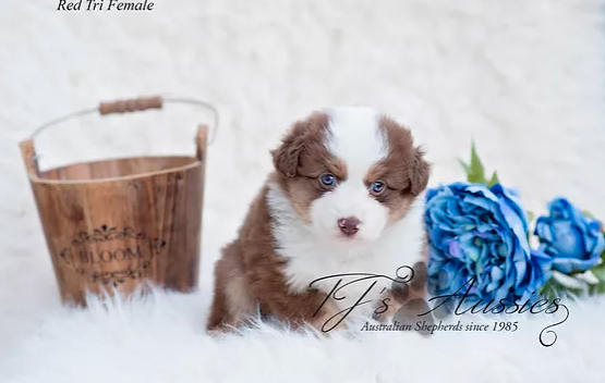 Standard and Miniature Puppies - Black Tri Male, Black Tri Female and Red Tri Female.