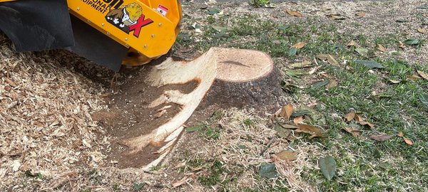 Stump Removal - Stump grinding is the process of using specialized machinery to grind the stump and its roots into small wood chips, effectively eliminating the entire stump from your property. Our skilled technicians will carefully maneuver the stump grinder, reducing the stump to below ground level. Not only does this method provide a clean and tidy solution, but it also prevents any potential regrowth. With stump grinding, you can reclaim valuable yard space and create a smooth, level surface for landscaping or construction projects. Trust our professional team to handle all your stump grinding needs, providing you with a seamless and hassle-free experience. Contact us today and let us grind away those unwanted stumps, leaving your property stump-free and ready for a fresh start! Stump Removal - Stump grinding is the process of using specialized machinery to grind the stump and its roots into small wood chips, effectively eliminating the entire stump from your property. Our skilled technicians will carefully maneuver the stump grinder, reducing the stump to below ground level. Not only does this method provide a clean and tidy solution, but it also prevents any potential regrowth. With stump grinding, you can reclaim valuable yard space and create a smooth, level surface for landscaping or construction projects. Trust our professional team to handle all your stump grinding needs, providing you with a seamless and hassle-free experience. Contact us today and let us grind away those unwanted stumps, leaving your property stump-free and ready for a fresh start!