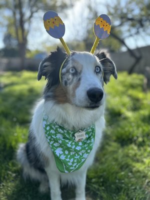 Tobi and I wish all of you a Happy Easter! - Happy Easter everyone! Tobi and I wish all of you a Happy Easter! - Happy Easter everyone!