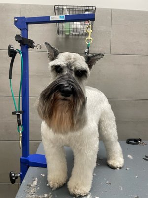 Petbar Master Grooming - Our master groomers will style to your preferences and give you tips on how to best maintain your dog's coat so you can get the groom you want every time! All our groomers and bathers take care great care with every dog that comes in our doors to make sure their experience is as comfortable and stress free as possible. Petbar Master Grooming - Our master groomers will style to your preferences and give you tips on how to best maintain your dog's coat so you can get the groom you want every time! All our groomers and bathers take care great care with every dog that comes in our doors to make sure their experience is as comfortable and stress free as possible.