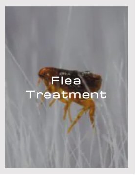 Flea Treatment - Indoor & Outdoor Flea Treatment from BUGCO Pest Control
