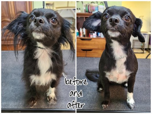 Spoiled Rotten will provide top notch service for your pet- bath, anal glands, ear cleaning, nail trim, blow drying are all included - Our Groomers know how much your fur babies mean to you, and we will go great lengths to ensure the safety of your pet while they're in our care. We offer Cat and Dog grooming at affordable pricing. Please call and speak to Ruth and make sure to mention Yelp so that you save $5. Spoiled Rotten will provide top notch service for your pet- bath, anal glands, ear cleaning, nail trim, blow drying are all included - Our Groomers know how much your fur babies mean to you, and we will go great lengths to ensure the safety of your pet while they're in our care. We offer Cat and Dog grooming at affordable pricing. Please call and speak to Ruth and make sure to mention Yelp so that you save $5.