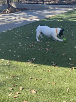 Monday 12/4 - all of the happy dogs Monday!