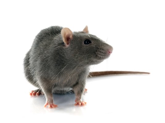 Rodent Extermination - Our rodent extermination service is dedicated to addressing and eliminating rodent problems in both residential and commercial spaces. Utilizing eco-friendly methods, we conduct comprehensive inspections to identify signs of rodent activity, entry points, and nesting areas.
Our expert technicians implement targeted treatments designed to efficiently remove rodents while minimizing disruption to your environment. We also provide preventative measures to help ensure that rodents do not return, giving you peace of mind. With our focus on effective solutions and customer satisfaction, we strive to create a safe and comfortable space free from rodent infestations. Rodent Extermination - Our rodent extermination service is dedicated to addressing and eliminating rodent problems in both residential and commercial spaces. Utilizing eco-friendly methods, we conduct comprehensive inspections to identify signs of rodent activity, entry points, and nesting areas.
Our expert technicians implement targeted treatments designed to efficiently remove rodents while minimizing disruption to your environment. We also provide preventative measures to help ensure that rodents do not return, giving you peace of mind. With our focus on effective solutions and customer satisfaction, we strive to create a safe and comfortable space free from rodent infestations.