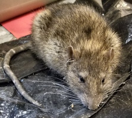 Rat Trapping - Norway rats sneak into homes primarily through broken drain lines, toilets, and open floor drains. By the time they are gone, their mark will be left inside your residence. Minimize the damage with a quick response. Implement our strategic trapping methods for increased success.
Let us track them down, and trace them back to their entry. That way you can block them out by sealing the house, or by fixing the plumbing.
Because no one wants that to happen twice. Rat Trapping - Norway rats sneak into homes primarily through broken drain lines, toilets, and open floor drains. By the time they are gone, their mark will be left inside your residence. Minimize the damage with a quick response. Implement our strategic trapping methods for increased success.
Let us track them down, and trace them back to their entry. That way you can block them out by sealing the house, or by fixing the plumbing.
Because no one wants that to happen twice.