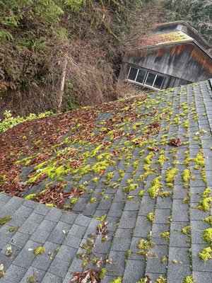 Heavy Moss Growth - Heavy moss growth was removed and treated.￼