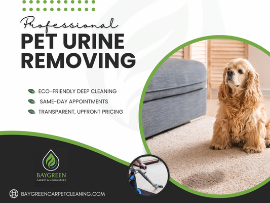 Pet Urine Removal - Accidents happen—Baygreen’s specialized pet urine removal service is here to help. We use advanced, non-toxic enzymes and deep-cleaning techniques to eliminate urine stains and odors at the source, not just mask them. Our process sanitizes and neutralizes, protecting your carpets, rugs, and upholstery from lasting damage. Serving homes throughout the Bay Area and Los Angeles, we provide fast, effective service with guaranteed results. Keep your home fresh, clean, and pet-friendly with Baygreen.