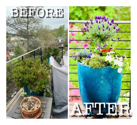 Planter redesign in Arlington - The client requested a complete glow up of their old planters. Most of the plants had either died or outgrown the space. The planters themselves were falling apart. I worked with the customer to select new pots and plants according to a predetermined theme that matched their home exterior and outdoor space. In this case we opted for a tropical look with lots of bold colors. Planter redesign in Arlington - The client requested a complete glow up of their old planters. Most of the plants had either died or outgrown the space. The planters themselves were falling apart. I worked with the customer to select new pots and plants according to a predetermined theme that matched their home exterior and outdoor space. In this case we opted for a tropical look with lots of bold colors.