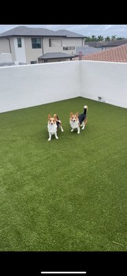 Residential Rooftop Project - In this project we transformed an apartment rooftop so that the customers could take back the space and enjoy it with their furry friends. We used our patented AirGrid system which allows for better drainage and smooth surface when installing for pet friendly applications. Residential Rooftop Project - In this project we transformed an apartment rooftop so that the customers could take back the space and enjoy it with their furry friends. We used our patented AirGrid system which allows for better drainage and smooth surface when installing for pet friendly applications.
