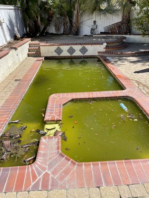 Swamp adventures - This one is going to get the pool redone but wanted a last run at their pool. So that’s what we did for them! Swamp adventures - This one is going to get the pool redone but wanted a last run at their pool. So that’s what we did for them!