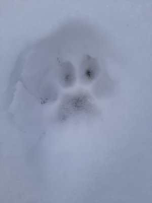 BRAND NEW! Native Hunt animal tracking and nature awareness courses being taught right now! Call to get more details @ (408) 892-3909 - Many hunters which you have talked to over the years generally have the same story..."I know that I hit the animal but the blood trail ran out and we lost him"!
Learn from Native Hunt tracking experts how to trail an animal properly and successfully harvest your game!
call (408) 892-3909 for details! BRAND NEW! Native Hunt animal tracking and nature awareness courses being taught right now! Call to get more details @ (408) 892-3909 - Many hunters which you have talked to over the years generally have the same story..."I know that I hit the animal but the blood trail ran out and we lost him"!
Learn from Native Hunt tracking experts how to trail an animal properly and successfully harvest your game!
call (408) 892-3909 for details!