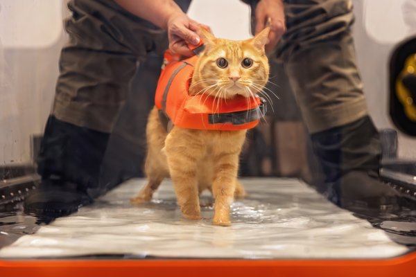 Underwater Treadmill - Our state-of-the-art Underwater Treadmill is safe for both dogs and cats! Underwater Treadmill - Our state-of-the-art Underwater Treadmill is safe for both dogs and cats!