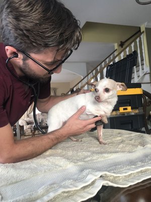 Traveling with pets? We can help with your USDA health certificates! - Acquiring health certificates to travel internationally can be a headache. Let me take care of the paperwork and hassle so that you can enjoy your time away. Call 786-809-4202 to schedule your exam!