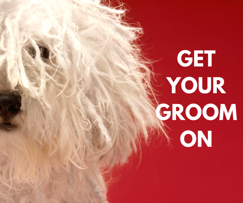 Grooming - We excited to announce the launch of our grooming services. Call us today to book your appointment.
Pets Square 646-998-4186 Grooming - We excited to announce the launch of our grooming services. Call us today to book your appointment.
Pets Square 646-998-4186