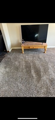 Carpet Cleaning, Pet Odor/Stain Removal - This carpet was full of pet odor and stains. When we arrived we noticed a stench of pee coming from the carpet along with stains. Our main priority was removing the stains and odor. So we went to work! Now the Carpet is looking Nu-again free from all odors and stains! Carpet Cleaning, Pet Odor/Stain Removal - This carpet was full of pet odor and stains. When we arrived we noticed a stench of pee coming from the carpet along with stains. Our main priority was removing the stains and odor. So we went to work! Now the Carpet is looking Nu-again free from all odors and stains!