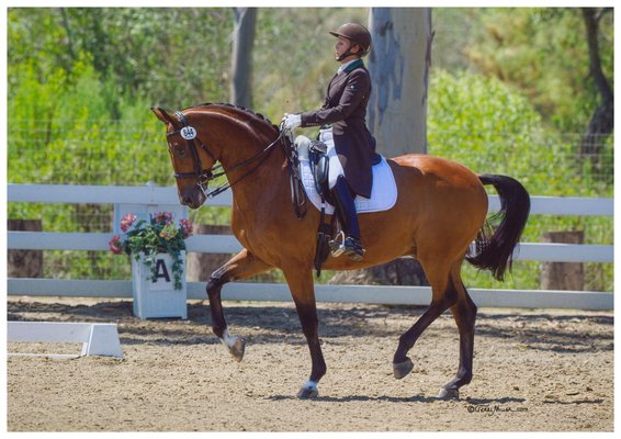 Dressage Training - Terri Rocovich is an FEI Level Dressage Trainer. She has developed many horses and riders from beginners to the highest level of the Sport. She is also a USDF L Dressage Judge, a USPC Level IV National Examiner and a USEA ICP Certified Trainer.