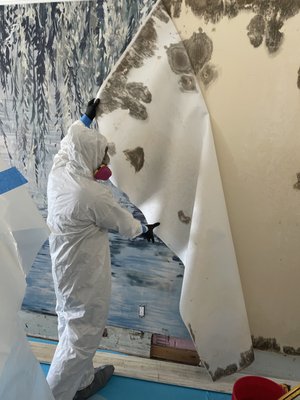 Mold Remediation Services - At iMold, we understand that mold contamination can be a serious health hazard and a major disruption to your home or business. The iMold Way ensures a safe, effective, and professional approach to mold removal—leaving your property clean, healthy, and safe from mold.
Our mold remediation process follows a structured approach to ensure a safe and mold-free environment. We begin with setup and containment, where we protect floors, install plastic sheeting and zipper doors, and create negative air pressure using air scrubbers to prevent mold spores from spreading. Equipment such as dehumidifiers and air scrubbers are strategically placed to optimize containment and drying.
Next, we move to mold removal and structural demolition, where technicians remove affected materials at least two feet beyond visible damage, ensuring thorough elimination. Contaminated materials are carefully bagged and disposed of properly. Our team follows strict safety protocols, including full PPE, while using advanced techniques such as HEPA vacuuming, antimicrobial wiping, sanding, and encapsulation to decontaminate surfaces and prevent mold regrowth.
To restore air quality, we conduct duct cleaning, fogging, and a final inspection. Air ducts are cleaned, HVAC components are decontaminated, and vents are encapsulated to prevent future mold growth. We conclude with a hospital-grade antimicrobial fogging, a final moisture level check, and one last HEPA vacuuming and surface cleaning. If necessary, ozone treatment is used to eliminate any remaining odors and mold spores, ensuring a completely safe and healthy space.
iMold is the leading mold removal, mold remediation, and water damage company throughout Southwest Florida. We bring over 28 years of expertise to every project, and guarantee your satisfaction in all that we do. Your Satisfaction Is Guaranteed. We’re committed to providing peace of mind—your home or business will be clean, dry, and safe from mold. Mold Remediation Services - At iMold, we understand that mold contamination can be a serious health hazard and a major disruption to your home or business. The iMold Way ensures a safe, effective, and professional approach to mold removal—leaving your property clean, healthy, and safe from mold.
Our mold remediation process follows a structured approach to ensure a safe and mold-free environment. We begin with setup and containment, where we protect floors, install plastic sheeting and zipper doors, and create negative air pressure using air scrubbers to prevent mold spores from spreading. Equipment such as dehumidifiers and air scrubbers are strategically placed to optimize containment and drying.
Next, we move to mold removal and structural demolition, where technicians remove affected materials at least two feet beyond visible damage, ensuring thorough elimination. Contaminated materials are carefully bagged and disposed of properly. Our team follows strict safety protocols, including full PPE, while using advanced techniques such as HEPA vacuuming, antimicrobial wiping, sanding, and encapsulation to decontaminate surfaces and prevent mold regrowth.
To restore air quality, we conduct duct cleaning, fogging, and a final inspection. Air ducts are cleaned, HVAC components are decontaminated, and vents are encapsulated to prevent future mold growth. We conclude with a hospital-grade antimicrobial fogging, a final moisture level check, and one last HEPA vacuuming and surface cleaning. If necessary, ozone treatment is used to eliminate any remaining odors and mold spores, ensuring a completely safe and healthy space.
iMold is the leading mold removal, mold remediation, and water damage company throughout Southwest Florida. We bring over 28 years of expertise to every project, and guarantee your satisfaction in all that we do. Your Satisfaction Is Guaranteed. We’re committed to providing peace of mind—your home or business will be clean, dry, and safe from mold.