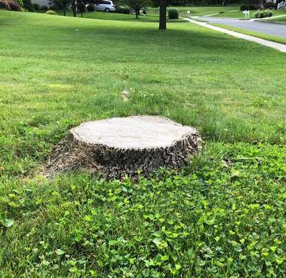 Stump Grinding - Stump grinding improves both aesthetics and sanitation concerns, as well as ensures the safety of family members and neighbors. Stump Grinding - Stump grinding improves both aesthetics and sanitation concerns, as well as ensures the safety of family members and neighbors.