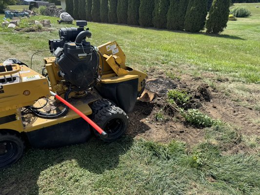 Full stump removal - stump removal with leveling afterwards. Ready for soil and seed for grass to grow! Full stump removal - stump removal with leveling afterwards. Ready for soil and seed for grass to grow!