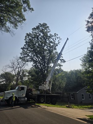 Emergency Storm Damage Tree Removal - Metro Tree and Crane removing an uprooted basswood tree that came over in a storm and landed on a customers home. We take pride in putting our company owned 40 Ton crane to work in these situations. Emergency Storm Damage Tree Removal - Metro Tree and Crane removing an uprooted basswood tree that came over in a storm and landed on a customers home. We take pride in putting our company owned 40 Ton crane to work in these situations.