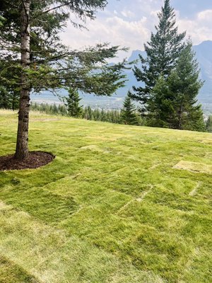 Sod and smart irrigation system installed - This project in Canmore was done by Carthago Contracting. Customer want a healthy and green back yard for kids to enjoy . We excavated the yard we make a nice grade installed smart irrigation system to reduce water usage up to 50% and customer can manage it from anywhere in the world.
Then we applied fresh top soil and we install fescue sod . Sod and smart irrigation system installed - This project in Canmore was done by Carthago Contracting. Customer want a healthy and green back yard for kids to enjoy . We excavated the yard we make a nice grade installed smart irrigation system to reduce water usage up to 50% and customer can manage it from anywhere in the world.
Then we applied fresh top soil and we install fescue sod .