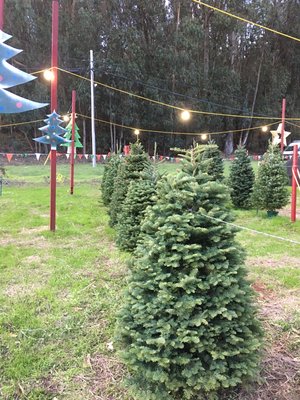 Trees are here! 2021 season now open. Get your tree early to avoid the crowds. This is a great year to get a head start. - We are really happy with the quality of the trees this year. You really will not leave the lot without finding the perfect one! We pay a little extra to get the first pick of the field. No ugly Home Depot type trees here! These are fresh, high quality, and with responsible watering will last all season! The varieties we have so far is Noble fir ( best scented! ) , Nordman fir, Douglas fir. Great prices, great service too. We will gladly tie the tree on your car for you. We will take care of you! See you soon Trees are here! 2021 season now open. Get your tree early to avoid the crowds. This is a great year to get a head start. - We are really happy with the quality of the trees this year. You really will not leave the lot without finding the perfect one! We pay a little extra to get the first pick of the field. No ugly Home Depot type trees here! These are fresh, high quality, and with responsible watering will last all season! The varieties we have so far is Noble fir ( best scented! ) , Nordman fir, Douglas fir. Great prices, great service too. We will gladly tie the tree on your car for you. We will take care of you! See you soon