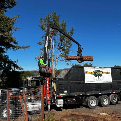 Reliable Tree and Bush Removal for Your Property - At Image Tree Pros, Inc., we don’t want to remove trees unless it’s deemed absolutely necessary. But unfortunately, there are many reasons for the need to remove trees. The selective removal of trees from crowded landscapes provides space for the remaining trees to grow and prosper. When space for building additions and other site changes are required, professional tree removal is a must, so don’t try to do it yourself. Our team offers professional tree removal in Sonoma, CA and beyond.