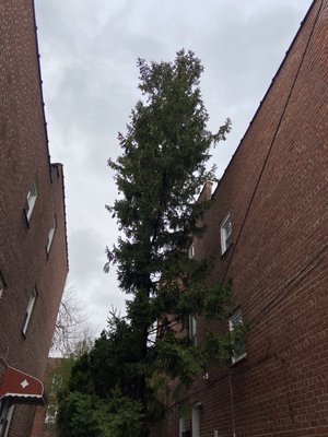 Pine Tree Removal - Tree removal Pine Tree Removal - Tree removal
