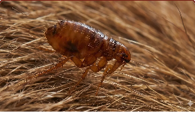 Fleas - Honorable Pest Control eliminates indoor fleas in Michigan with a multi-stage treatment that kills adult fleas on contact and uses insect growth regulators to stop eggs and larvae from developing. Because only 5% of a flea infestation is adult fleas, treating all life stages is essential. Pet-safe when applied by professionals. Serving Ann Arbor and 82 SE Michigan cities with a 5.0 rating across 231 reviews. Call (734) 519-6671.

Fleas can lay up to 50 eggs per day, causing explosive infestations
Flea bites cause severe allergies and can make pets anemic
DIY treatments often miss hidden eggs and larvae