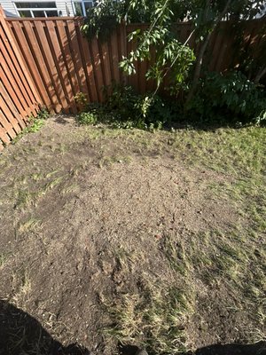 Stump Grinding - Some examples of our stump grinding services
