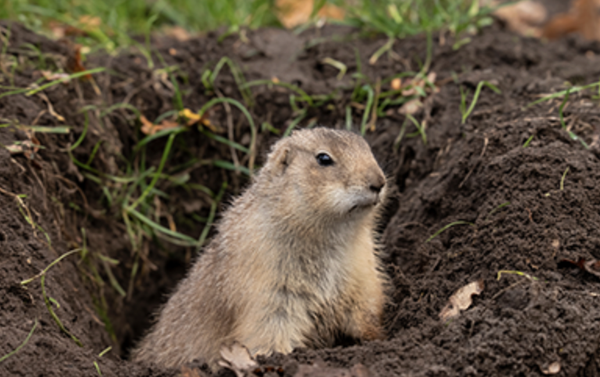 Reliable Gopher Specialist - We provide expert gopher control and comprehensive pest management solutions for a wide range of properties—including residences, commercial buildings, and specialty areas such as golf courses. Our experienced team specializes in targeted gopher removal to protect landscapes, turf, and underground infrastructure, ensuring your property stays safe and pristine. We combine our gopher expertise with flexible general pest control services, creating customized plans tailored to the unique needs of each site. Count on us for prompt, discreet, and effective solutions—whether you manage a home, a business, or a world-class golf course. Reliable Gopher Specialist - We provide expert gopher control and comprehensive pest management solutions for a wide range of properties—including residences, commercial buildings, and specialty areas such as golf courses. Our experienced team specializes in targeted gopher removal to protect landscapes, turf, and underground infrastructure, ensuring your property stays safe and pristine. We combine our gopher expertise with flexible general pest control services, creating customized plans tailored to the unique needs of each site. Count on us for prompt, discreet, and effective solutions—whether you manage a home, a business, or a world-class golf course.