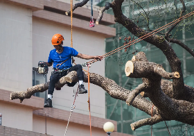 Tree Removals - Demolition of all kinds of trees, palm trees, plants... etc.