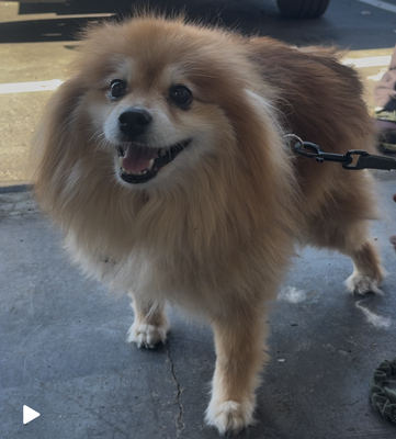 Strudel - Strudel is a Pomeranian / American Eskimo mix. This little furball was ready for a clean start for the spring, and got the full luxury mobile treatment from Woofie's! Strudel - Strudel is a Pomeranian / American Eskimo mix. This little furball was ready for a clean start for the spring, and got the full luxury mobile treatment from Woofie's!