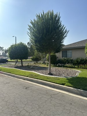 Tree service in Arcadia ca
These are some of the trees and palm trees we have serviced in the last couple months in 2025  - Some of the before and after pictures of tree we done Tree service in Arcadia ca
These are some of the trees and palm trees we have serviced in the last couple months in 2025  - Some of the before and after pictures of tree we done