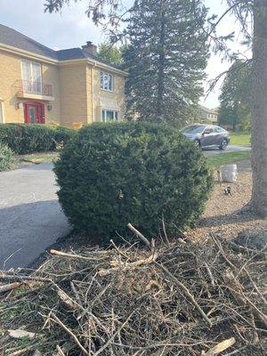 Trimming - Trimming the largest bushes with the machine and the small bushes with the hedge clippers. Trimming - Trimming the largest bushes with the machine and the small bushes with the hedge clippers.