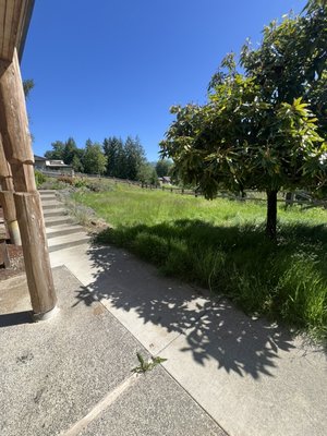 Overgrown Lawn Mowing - The owner was selling his ranch house and needed his overgrown lawn mowed urgently. We were able to mow it with our 50-inch mower and make it look nice to sell.