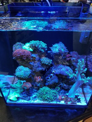 25G Rimless Aquarium - Rimless 25G Aquarium Reef with a mix of Soft and LPS corals. The system contains an LED w full spectrum for the corals as well as a built-in filtration system all-in-one set up. 25G Rimless Aquarium - Rimless 25G Aquarium Reef with a mix of Soft and LPS corals. The system contains an LED w full spectrum for the corals as well as a built-in filtration system all-in-one set up.