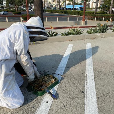 Bee Removal & Relocation - Versa-Tech Pest Management® specializes in humane bee control, bee removal and bee and bee hive relocation services, as well as wasp extermination removal services. Free inspections and estimates. Proudly serving San Dimas, Covina, Glendora, Anaheim, La Verne, Pasadena, Los Angeles County & Orange County, CA. Bee Removal & Relocation - Versa-Tech Pest Management® specializes in humane bee control, bee removal and bee and bee hive relocation services, as well as wasp extermination removal services. Free inspections and estimates. Proudly serving San Dimas, Covina, Glendora, Anaheim, La Verne, Pasadena, Los Angeles County & Orange County, CA.