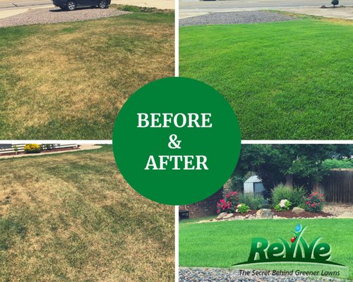 Lawn Spot repair - We offer targeted lawn-spot treatments using Revive, a soil treatment and turf conditioner trusted by lawn care professionals for over 40 years. Revive works by loosening compacted soil, improving water penetration, and delivering essential nutrients to help grass recover from pet urine damage.

This is an additional service that can be added onto your visit for just $10

Feel free to contact us with any further questions or concerns!