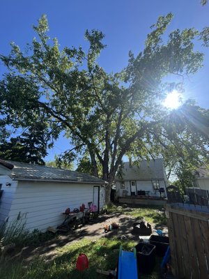 Giant poplar in a terrible spot - Giant Russian poplar removal Giant poplar in a terrible spot - Giant Russian poplar removal