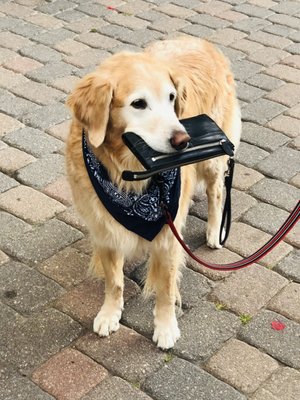 Pet Sitting for Superman! - "Superman" enjoying his long walks with Naples Paradise Pet Sitters. Pet Sitting for Superman! - "Superman" enjoying his long walks with Naples Paradise Pet Sitters.