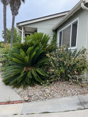 Major clean up. Trimming and cleaning - This was a major cleanup for one of our new houses. This house was palm trees trimmed, other plants were trimmed as well. The end results are amazing. Took about 4 hours to get the job done! Major clean up. Trimming and cleaning - This was a major cleanup for one of our new houses. This house was palm trees trimmed, other plants were trimmed as well. The end results are amazing. Took about 4 hours to get the job done!