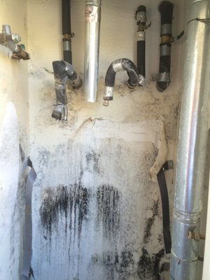 Mold and Water Damage - Elite Carpet Care Inc. Servicing The Elite People. Mold and Water Damage - Elite Carpet Care Inc. Servicing The Elite People.