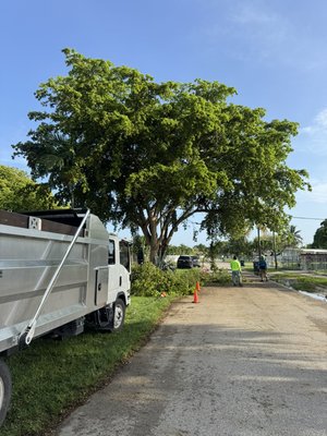 Tree work and trimming - Cutting back and trimming 6 trees and taking trash . Job took 2 days total and the client was very satisfied. All trees were trimmed 15 percent and to code.