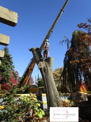 Emergency Tree Removal Services - P.I.N.K. Chainsaw Tree Service - Emergency Tree Removal Services - P.I.N.K. Chainsaw Tree Service Emergency Tree Removal Services - P.I.N.K. Chainsaw Tree Service - Emergency Tree Removal Services - P.I.N.K. Chainsaw Tree Service