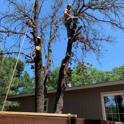 triple trunk tree going over house and deck that we removed. - this is a triple trunk tree that we removed going over deck and house. plus some other trees we recently removed.