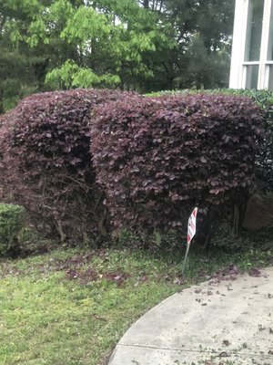 Mowing service - Mowing service including hedge trimming and edging