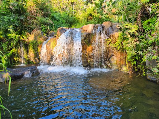 Waterfall Dip - Intimate Waterfall Dip Walk and Refresher
With spectacular scenery, amazing plants, flowers and fruits we share, Botanical World Adventures is bringing you another new adventure — Dipping in the Waterfall.
This is the relaxing dip you need after flying the ziplines or rappelling. This tour takes an easy hike ending in the waterfall mist. You’ll enjoy the views and refreshing waters at the base of our picturesque upper Hanapueo waterfall only accessible on this tour.
All you need are water shoes, a towel, and a change of clothes if you won’t drip dry on the short walk back to the staging area! This waterfall has several interesting stories that our guides will share as you take the short hike from our basecamp..
A staircase leads you back out of the gorge. We keep your group at the falls as long as possible in the time allowed. Waterfall Dip - Intimate Waterfall Dip Walk and Refresher
With spectacular scenery, amazing plants, flowers and fruits we share, Botanical World Adventures is bringing you another new adventure — Dipping in the Waterfall.
This is the relaxing dip you need after flying the ziplines or rappelling. This tour takes an easy hike ending in the waterfall mist. You’ll enjoy the views and refreshing waters at the base of our picturesque upper Hanapueo waterfall only accessible on this tour.
All you need are water shoes, a towel, and a change of clothes if you won’t drip dry on the short walk back to the staging area! This waterfall has several interesting stories that our guides will share as you take the short hike from our basecamp..
A staircase leads you back out of the gorge. We keep your group at the falls as long as possible in the time allowed.