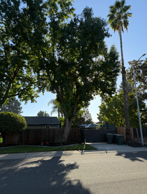 Before & After (Removal) - Removal is recommended when the tree is:
Dead or in decline
Considered hazardous
To be removed for new construction
Crowding or causing harm to other treees
Causing an obstruction that is impossible to correct through pruning
Not a good tree for the location
Causing damage to the surrounding landscape, building, or concrete
Storm Damaged Trees
Contact us at your convenience with any questions.
To get a free quote, send a description of your project along with picture(s) of your project (if you have any) so that we can accurately dispatch an estimator: (530)-733-2517
We look forward to working with you!
Call for EMERGENCY Services (530)-733-2517 Before & After (Removal) - Removal is recommended when the tree is:
Dead or in decline
Considered hazardous
To be removed for new construction
Crowding or causing harm to other treees
Causing an obstruction that is impossible to correct through pruning
Not a good tree for the location
Causing damage to the surrounding landscape, building, or concrete
Storm Damaged Trees
Contact us at your convenience with any questions.
To get a free quote, send a description of your project along with picture(s) of your project (if you have any) so that we can accurately dispatch an estimator: (530)-733-2517
We look forward to working with you!
Call for EMERGENCY Services (530)-733-2517